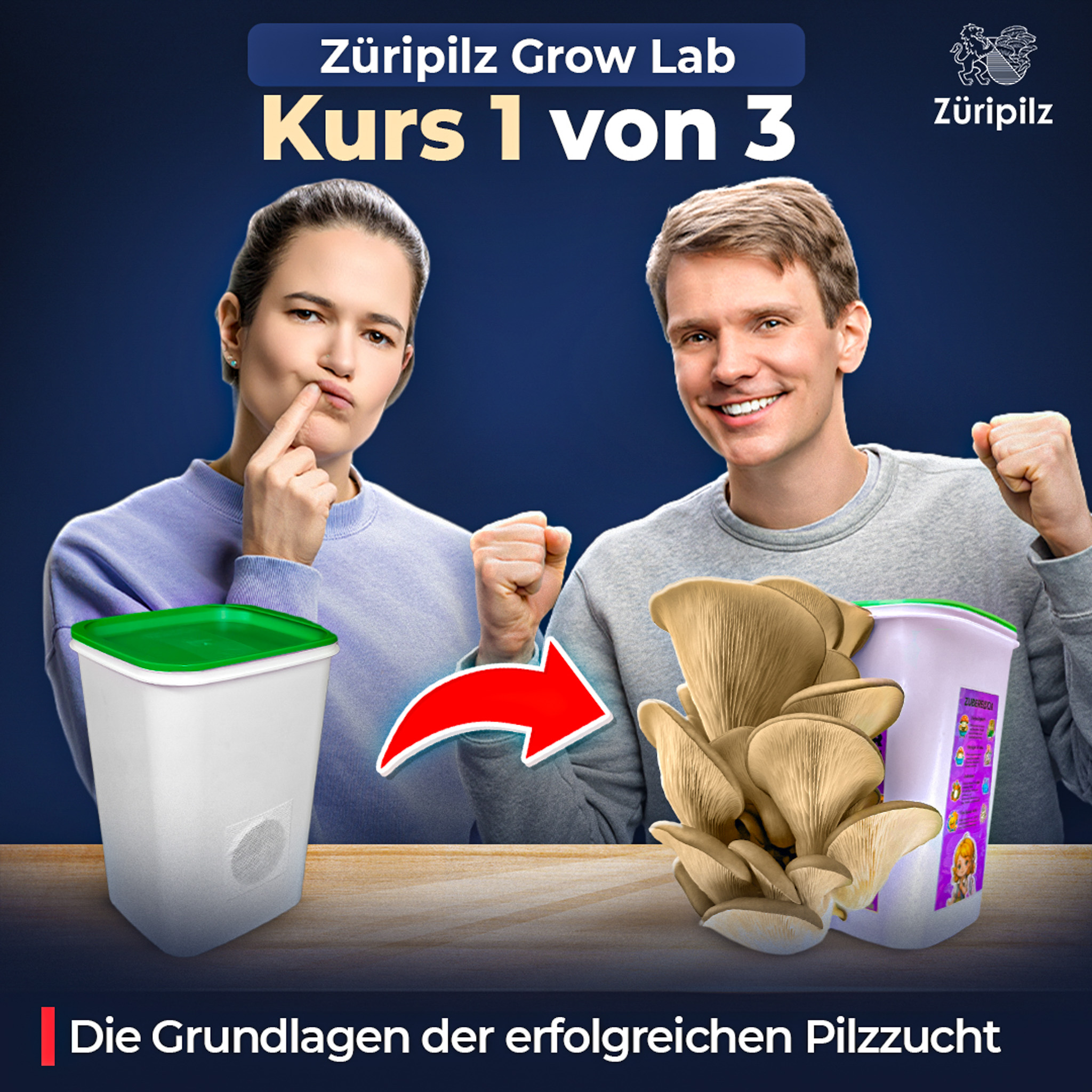 Züripilz Grow-Box mit frischen Austernseitlingen.