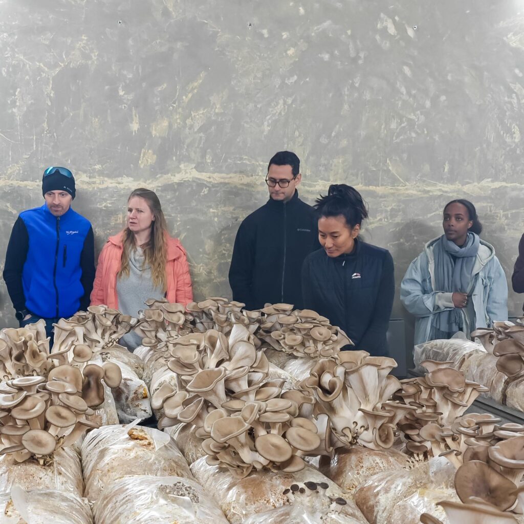 Teilnehmer betrachten Pilze während einer Führung zur Pilzzucht in Zürich