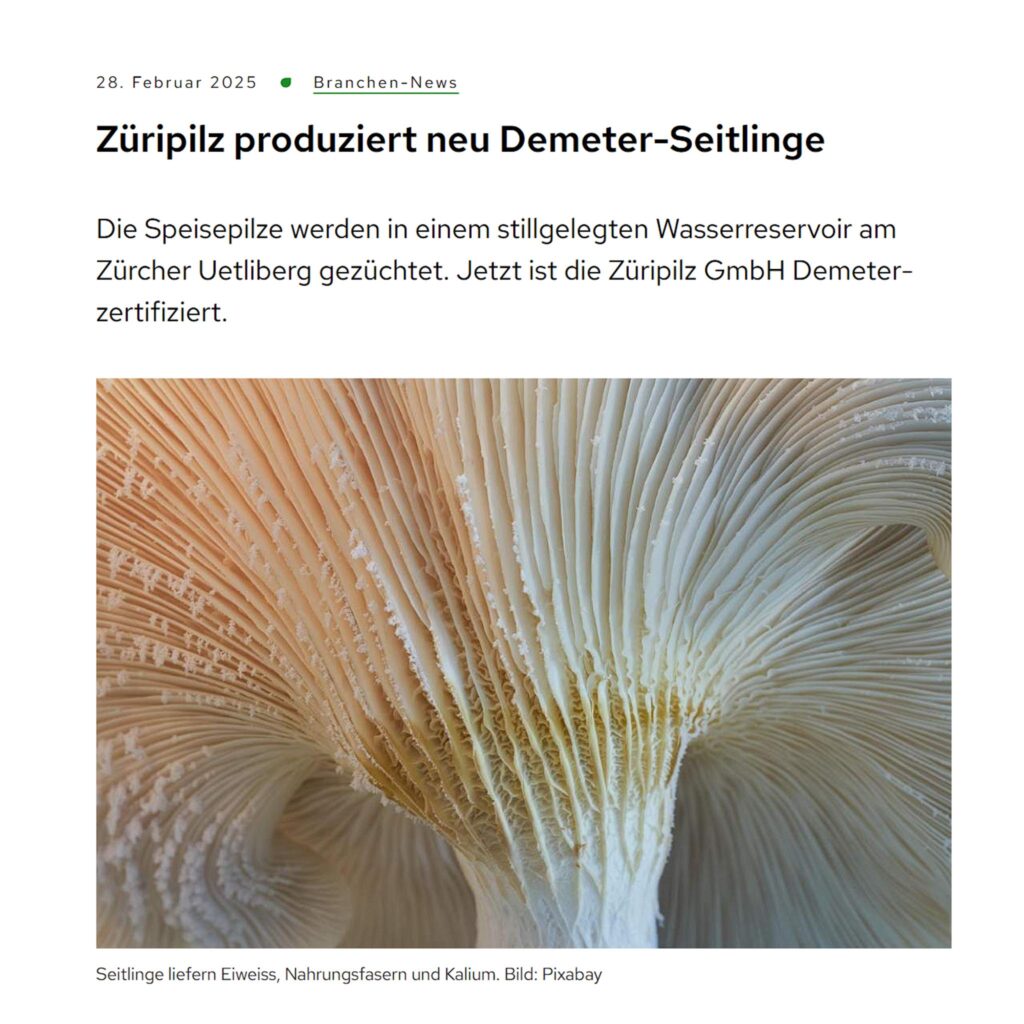 Züripilz in der NZZ – Stadtpilze aus Zürich erobern die Feinschmeckerwelt Screenshot 2025 05 21 172324