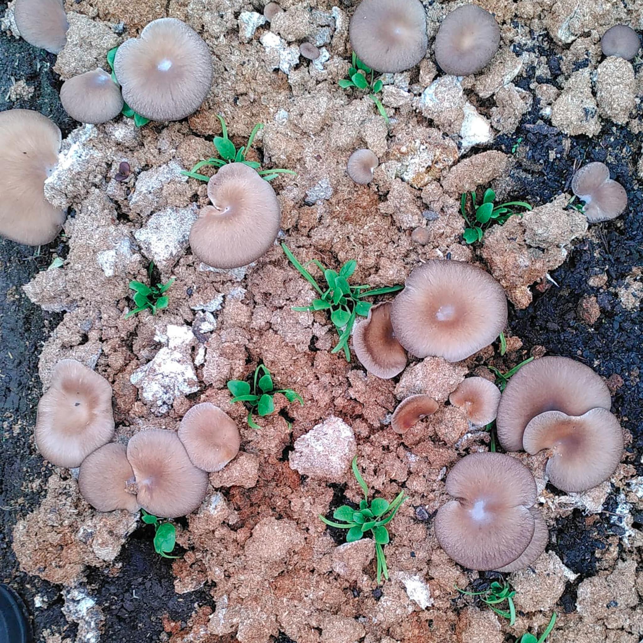 Züripilz Grow Lab - Garten Pilze - Pilzsubstrate für Garten, Beet und Pflanzentopf ab 5 Säcke