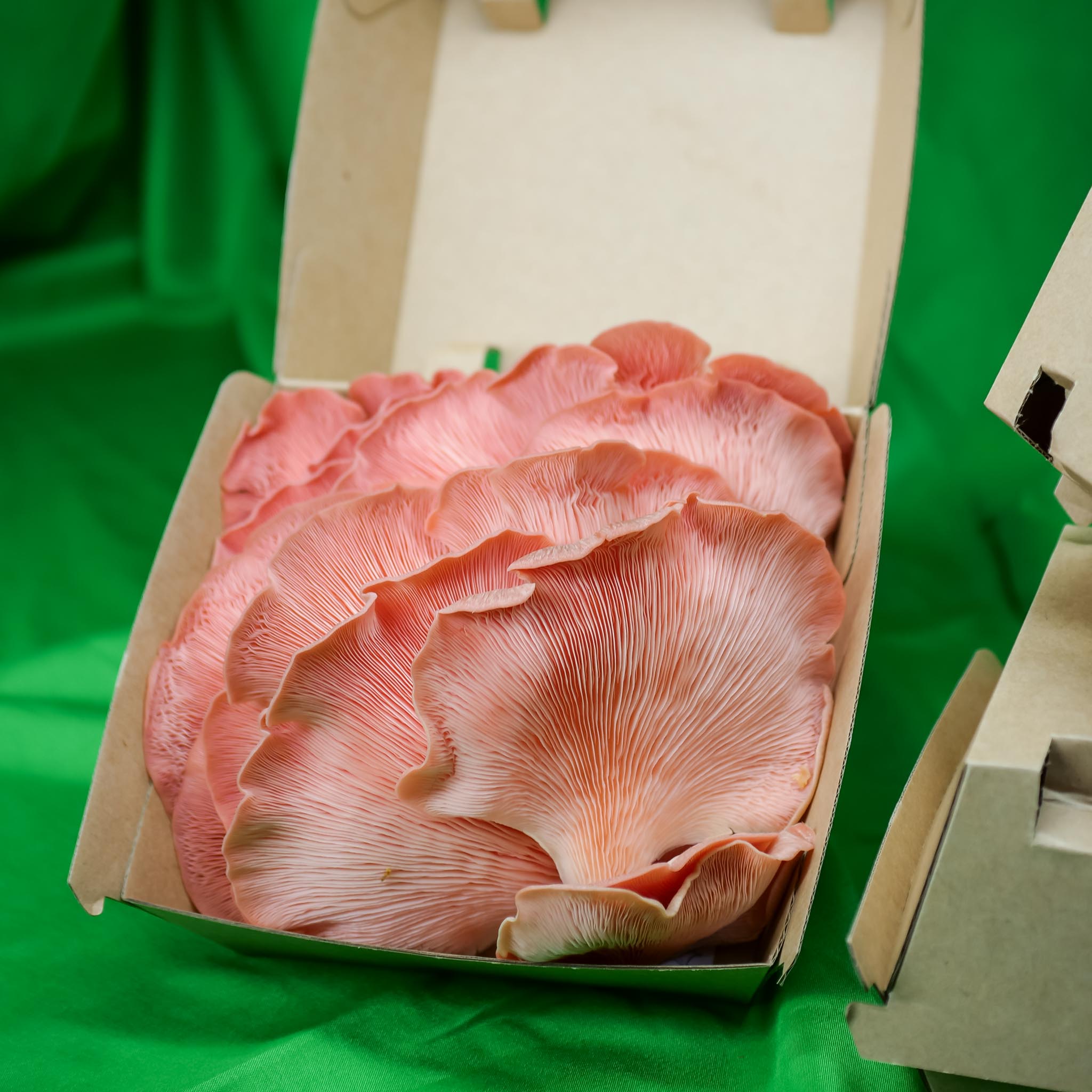 Züripilz Gourmet -Austernseitlinge frisch in 150 g Schachtel