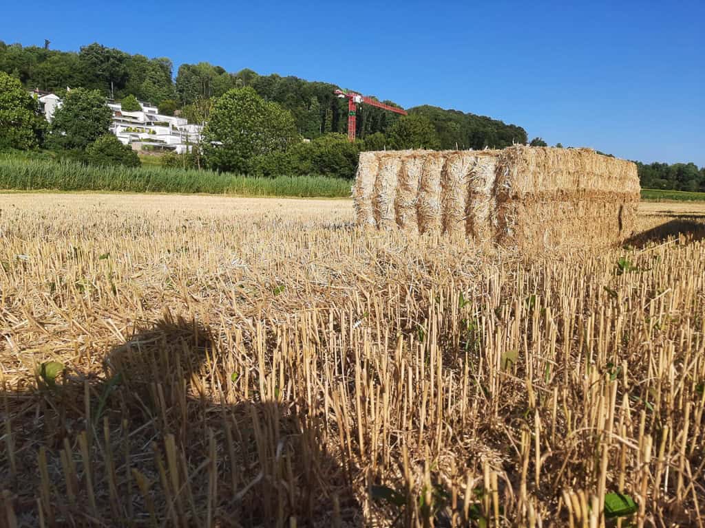 Abenteuer Pilzexperiment Geschenk Kinder Pilzeselberzuechten 278
