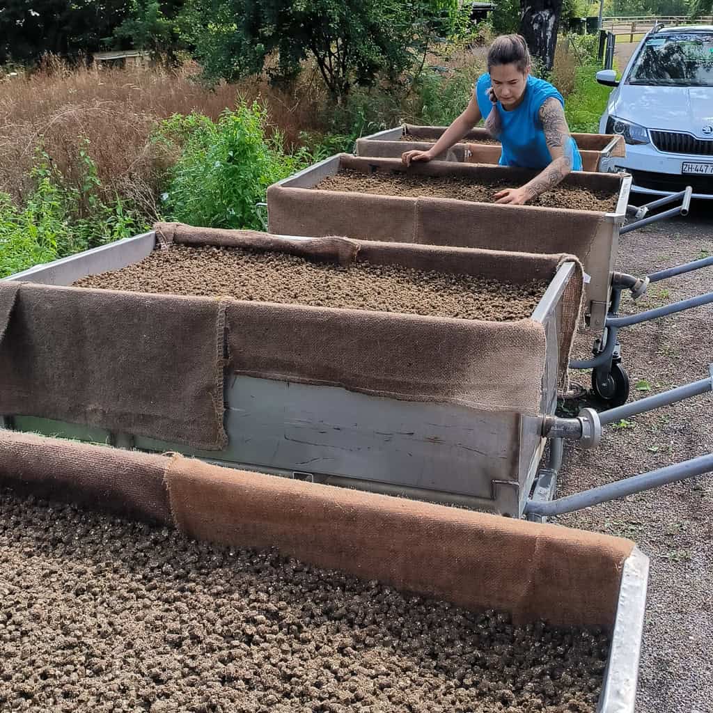 Abenteuer Pilzexperiment Geschenk Kinder Pilzeselberzuechten 283