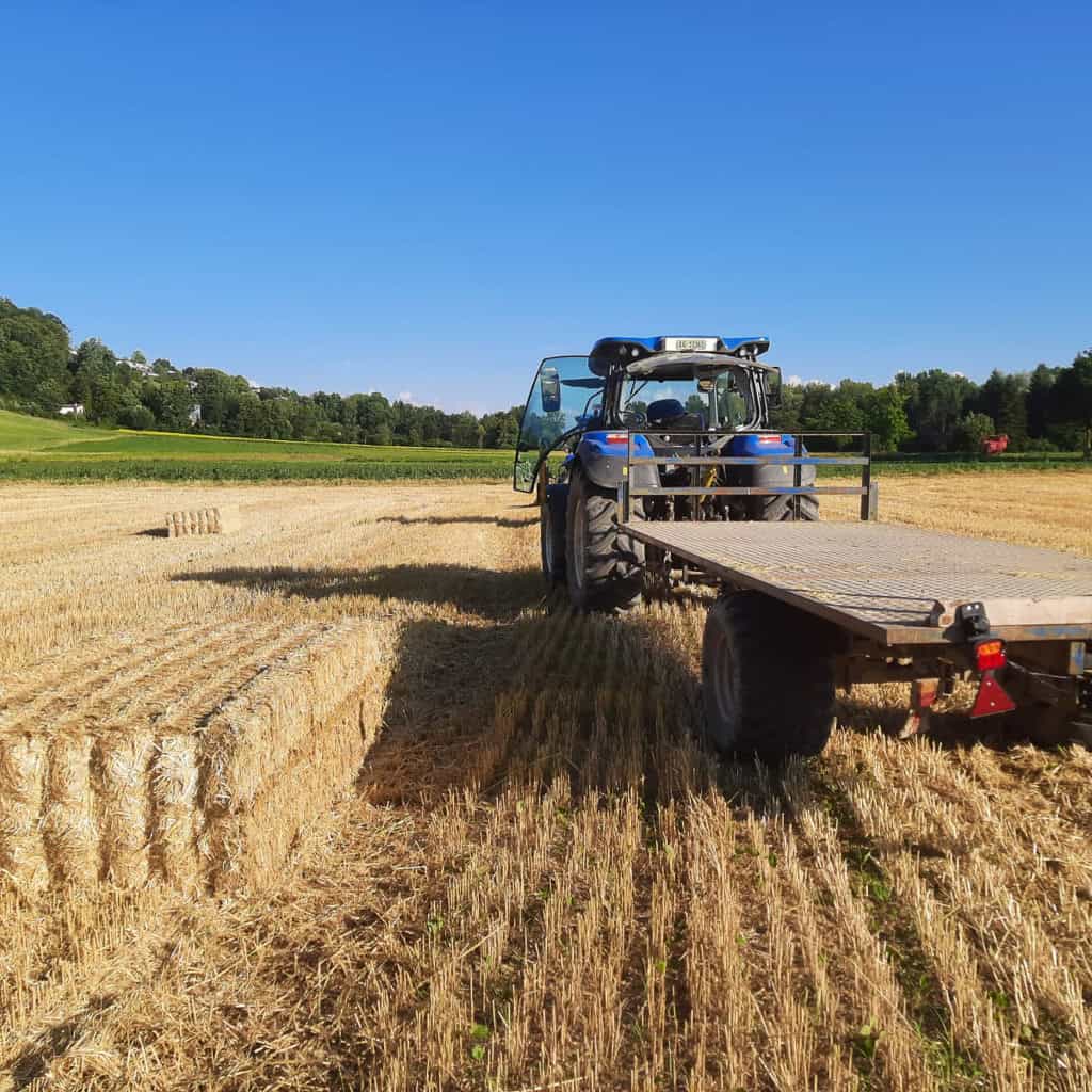 Strohernte Stroh Vom Feld Wird Gelagert und Zu Pellets Verarbeitet 1