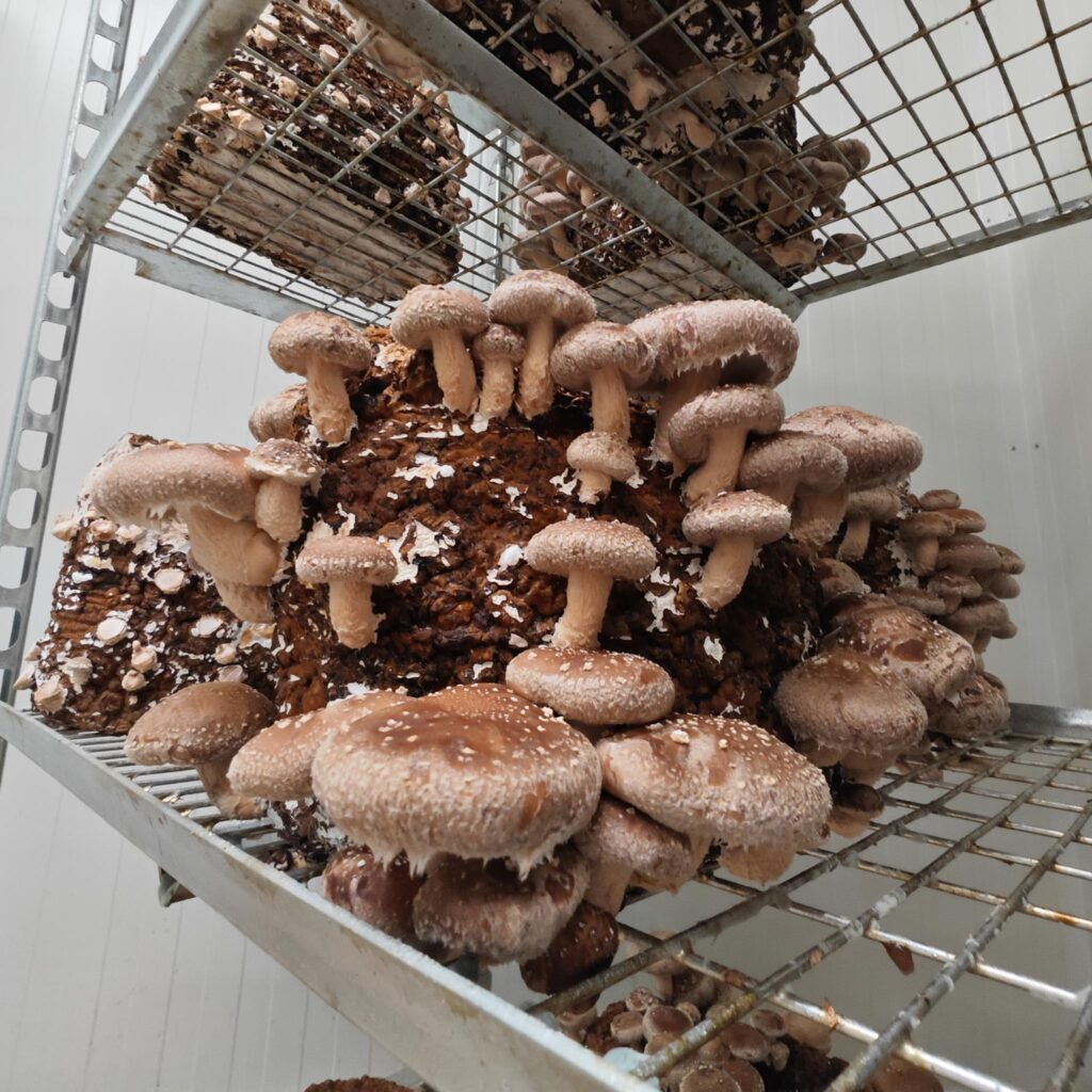 Paul & Fabia bei der Arbeit shiitake nahaufnahme pilzfarm zueripilz