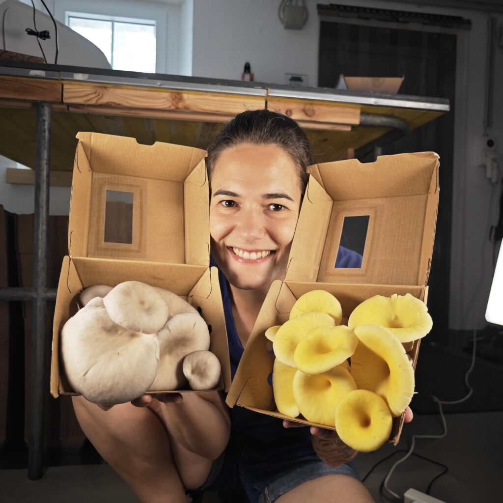 silvia praesentiert zitronenseitling austernseitling box