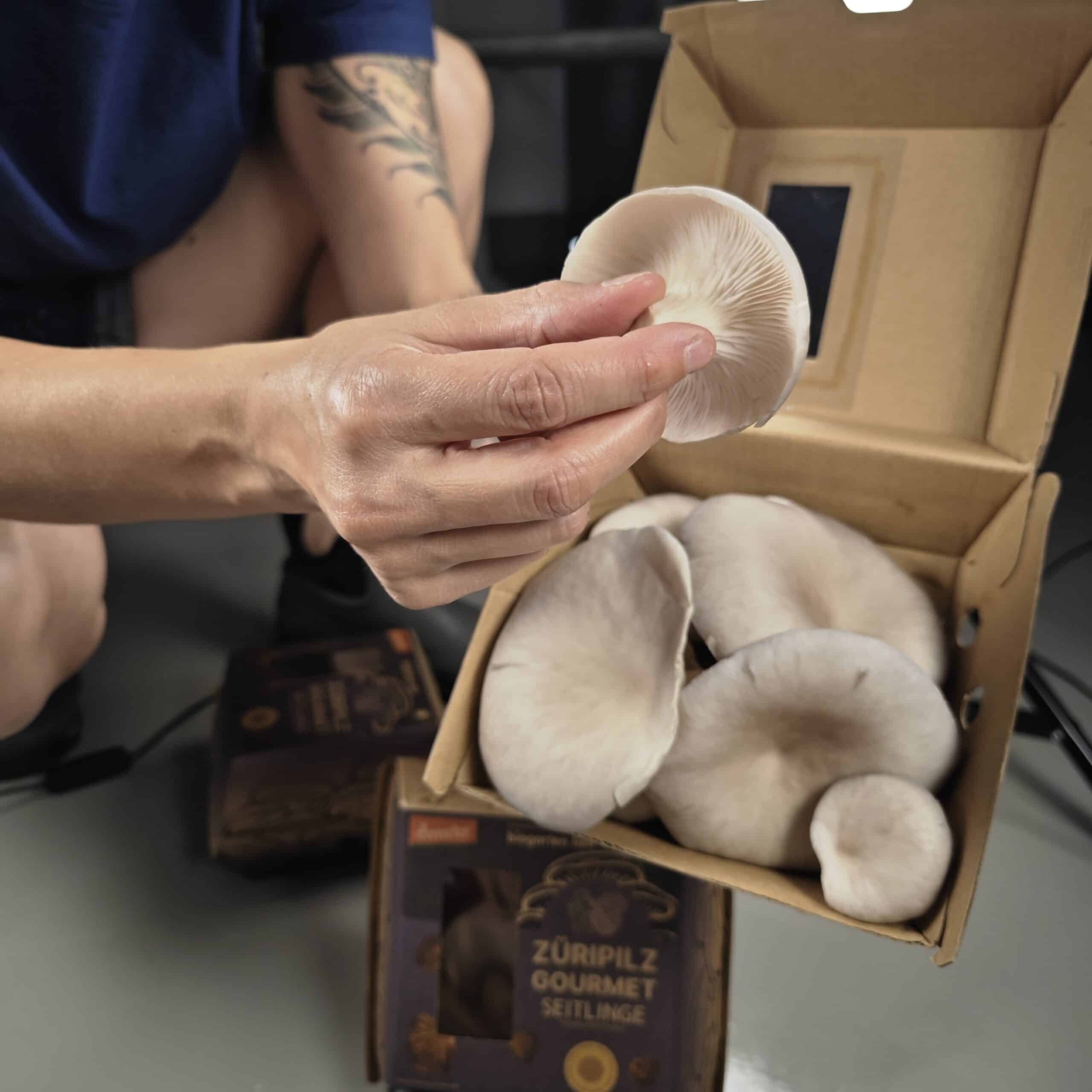 ilvia hält einen Austernseitling und zeigt die feinen Lamellen