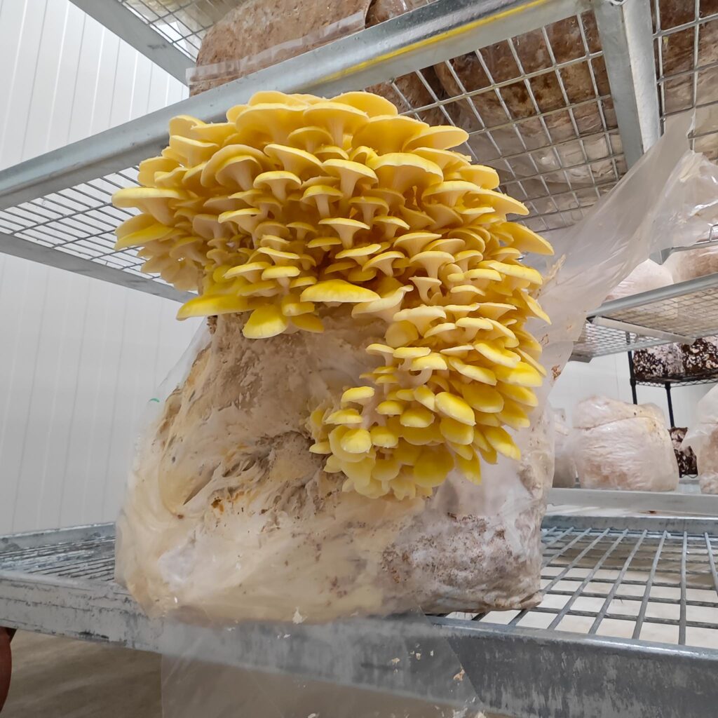Königsaustern – die Stars von Pilzfarm.ch zitronenseitling nahaufnahme pilzfarm zueripilz