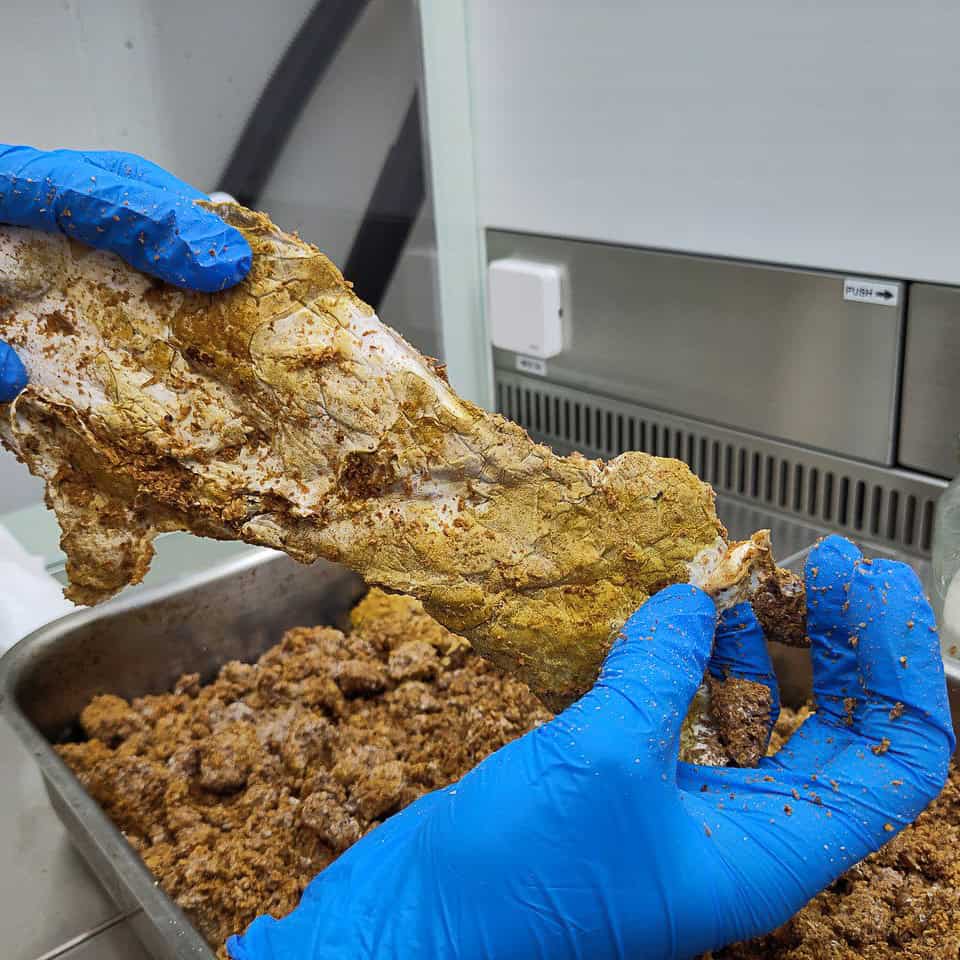 Versuch mit Leder aus Pilzmyzel im Forschungskontext