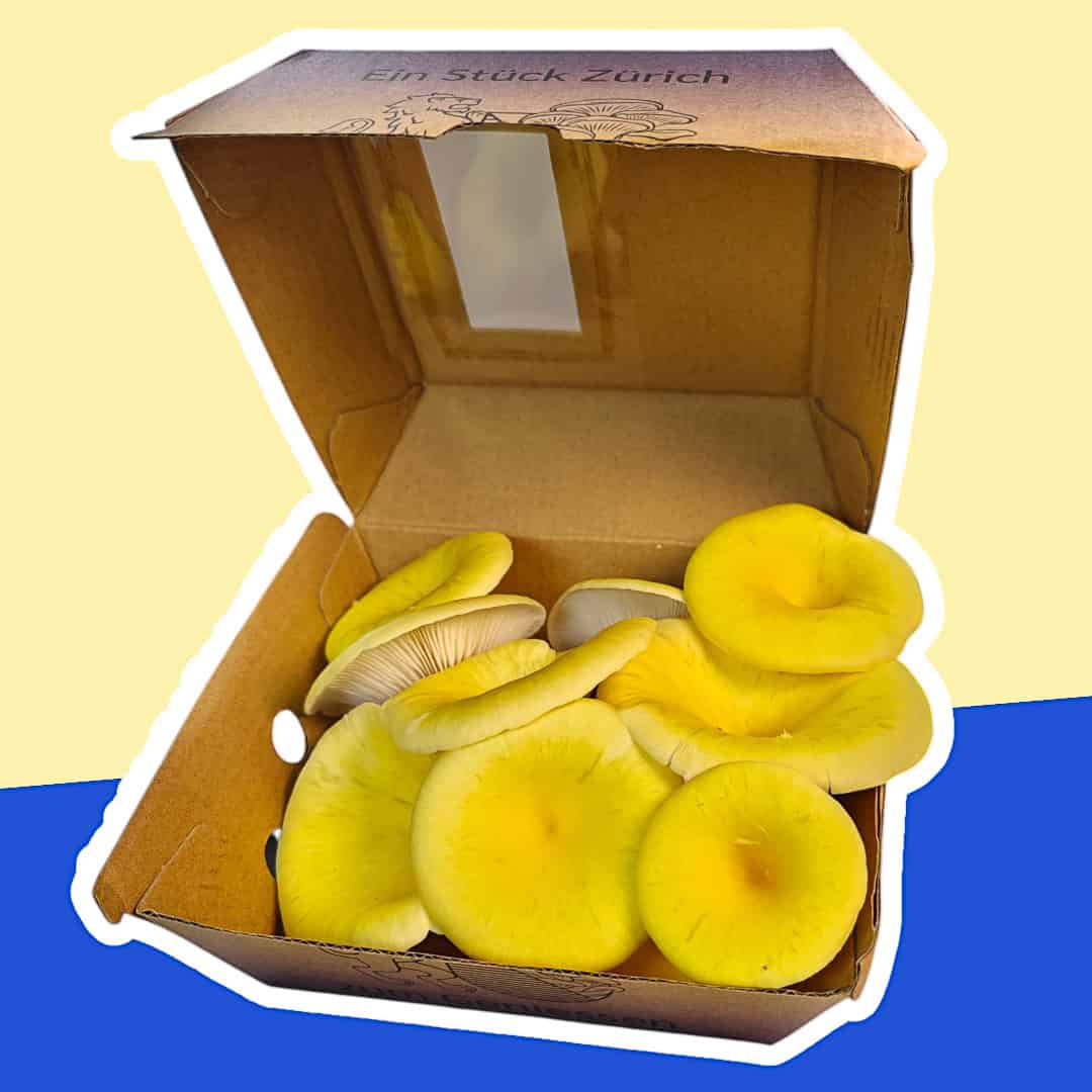 Frische Züripilz-Pilze in neuer Box, Frontansicht