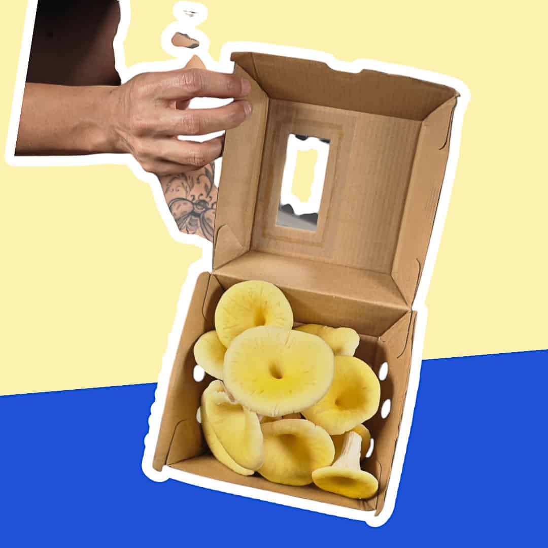 Geöffnete Box mit frischen Zitronenseitlingen von Züripilz, Detailansicht